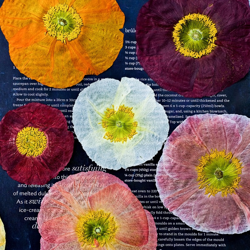 1pcs,Nature Field Poppy Presse - огляд і ціна Resin Art Frame