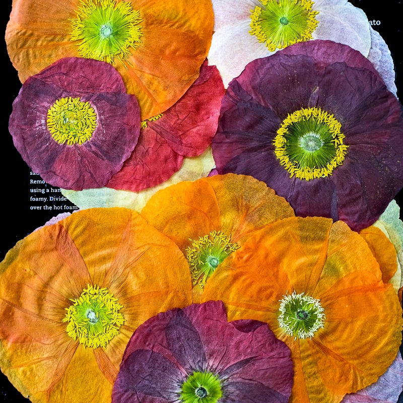 1pcs,Nature Field Poppy Presse - огляд і ціна Resin Art Frame